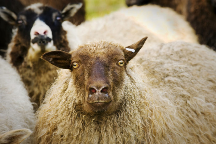dairy-sheep-breeds